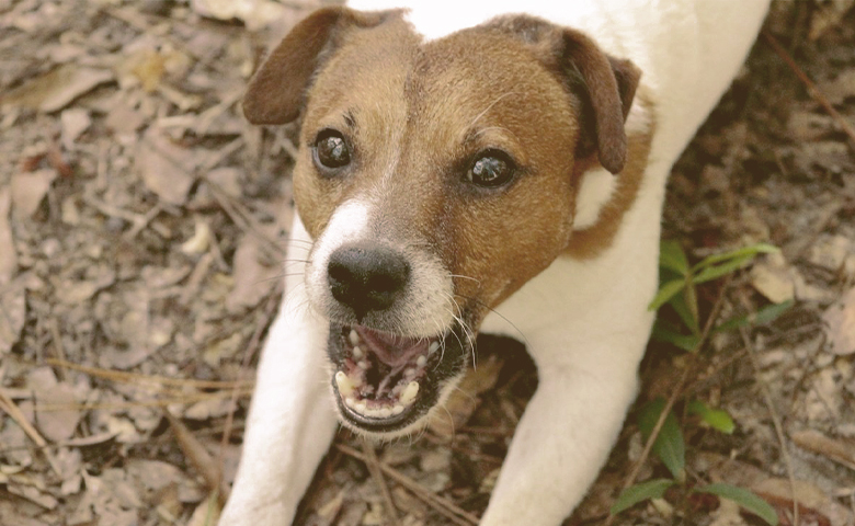 dog barking dog barking