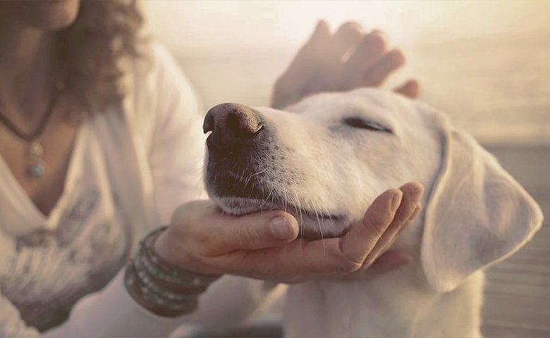 dog being petted by woman