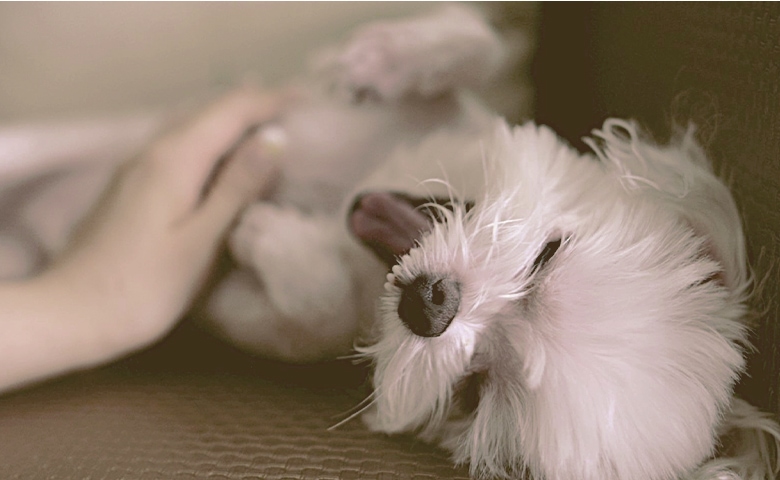 dog being petted