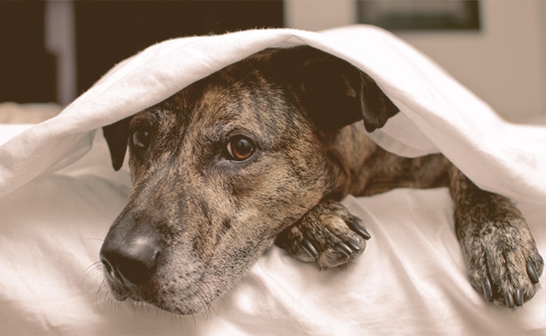 dog beneath under a sheet