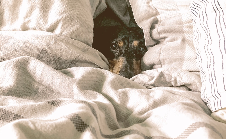 dog between pillow smelling them dog between pillow smelling them