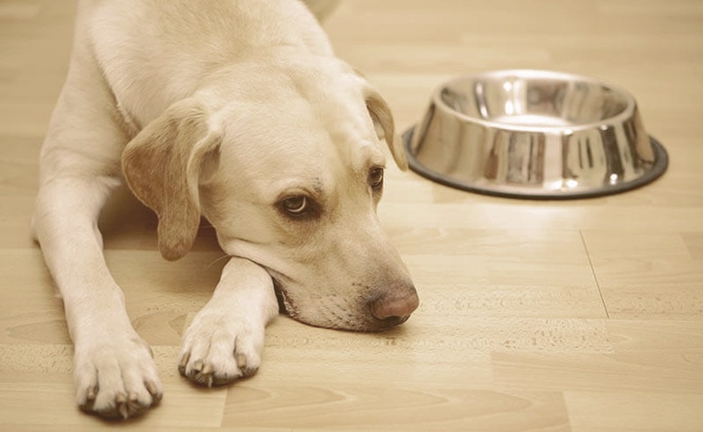 dog can't eat dog can't eat