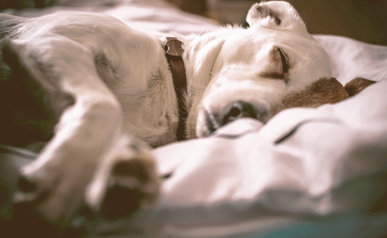 dog sleeping comfortable dog sleeping comfortable