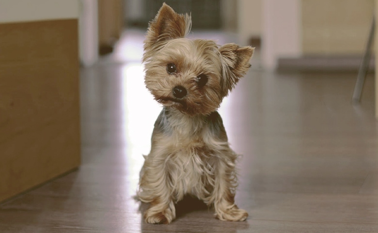 dog confused