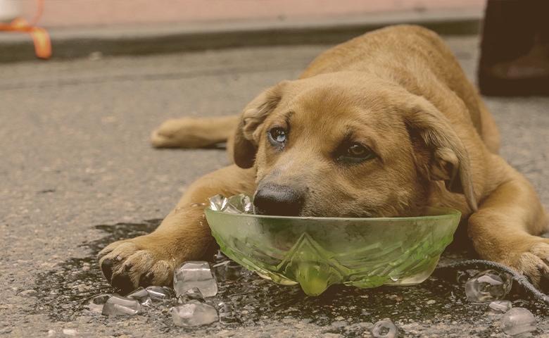 dog cooling down with face on a ice cubes bowl