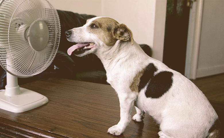 dog cooling in front a fan
