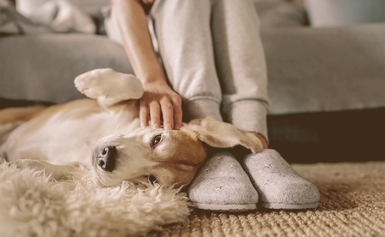 dog cuddled by owner