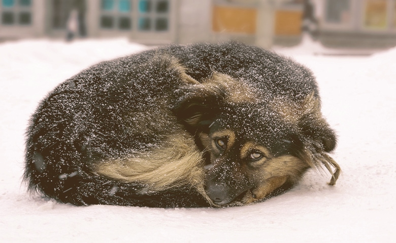 dog curled to get warm on the snow