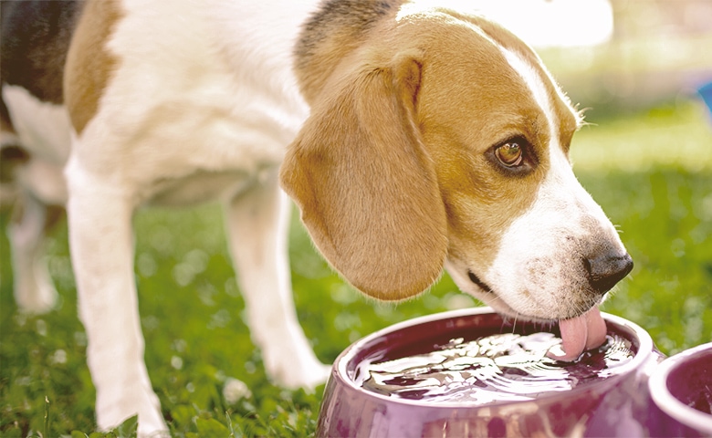 dog drinking water