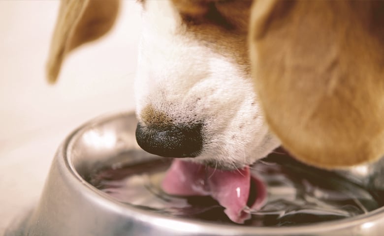 dog drinking water from bowl