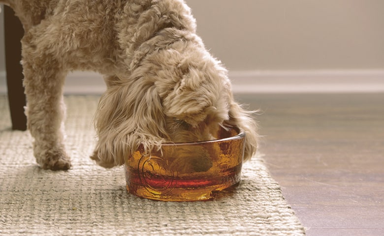 dog drinking water from glass bowl