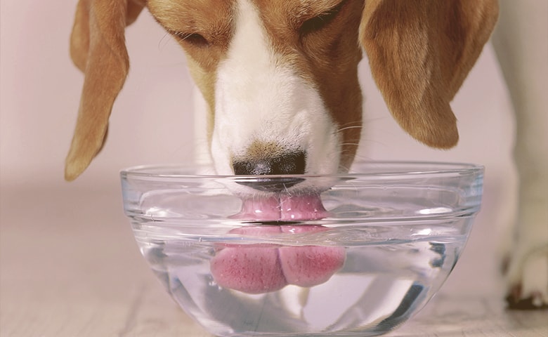 dog drinking water