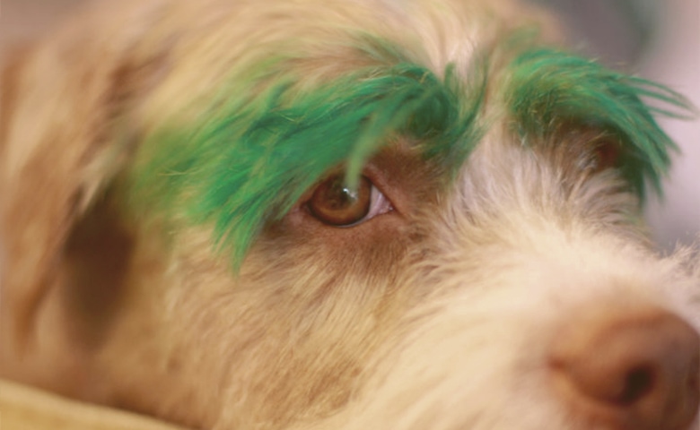 dog dyed eyebrows green