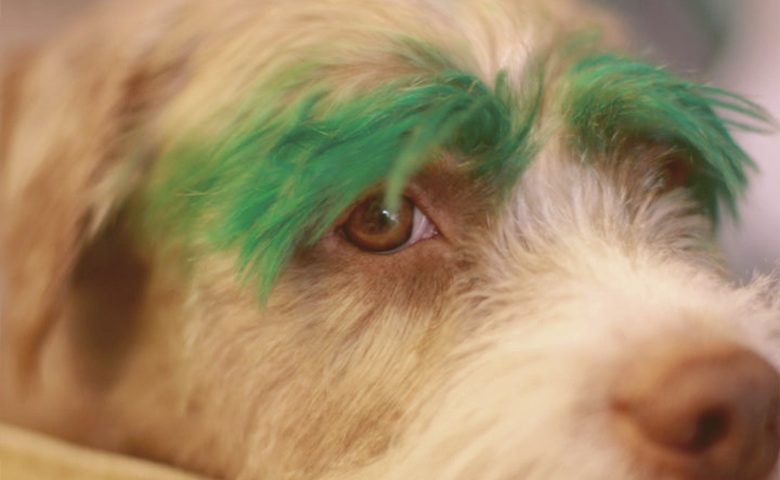 dog dyed eyebrows green dog dyed eyebrows green