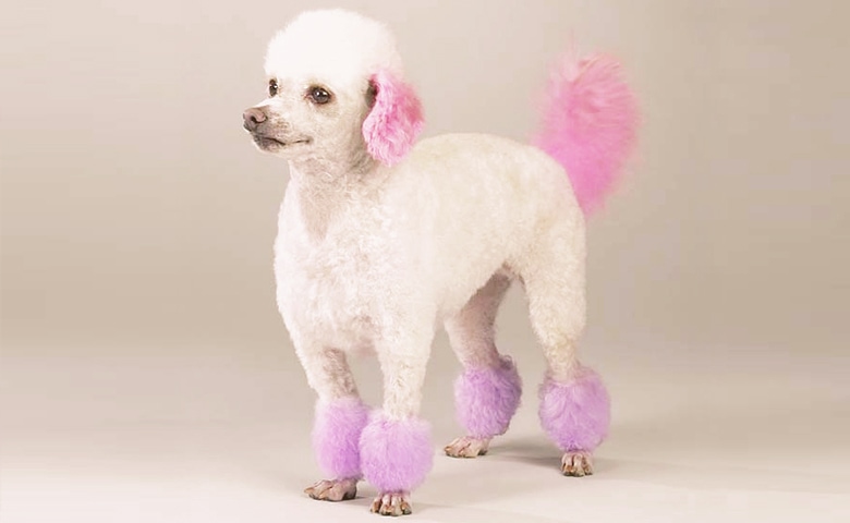 dog dyed pink