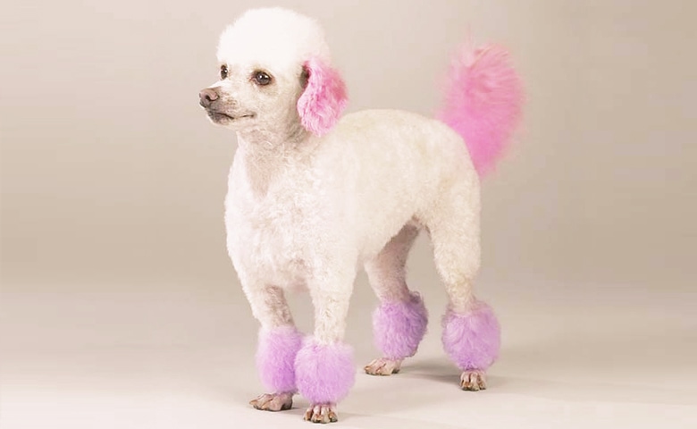What states do not allow a dog to be dyed