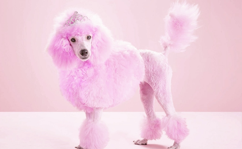 dog dyed princess pink