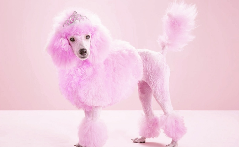 dog dyed princess pink dog dyed princess pink