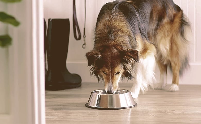 dog eating from a steel bowl