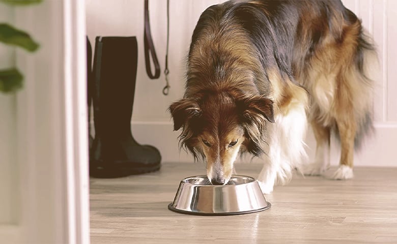 dog eating from a steel bowl dog eating from a steel bowl