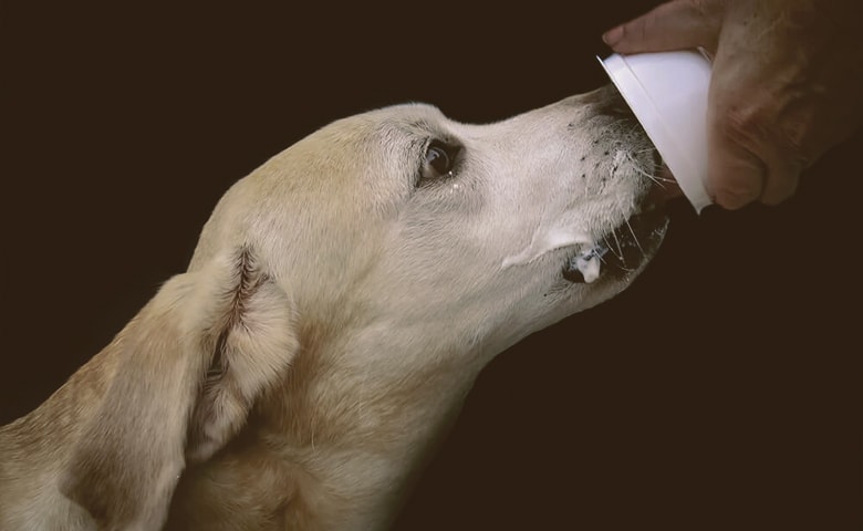 owner feeds dog plain greek yogurt