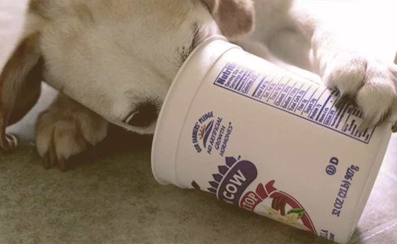 dog holding greek yogurt cup with paw