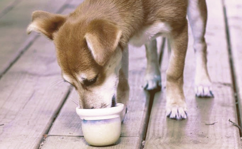 dog eating yogurt