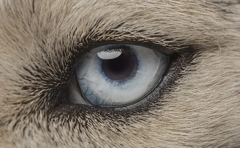 dog eye