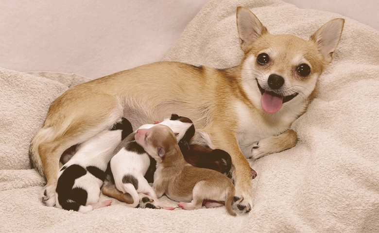 dog in whelping box