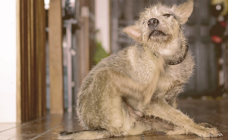 dog itching dog itching