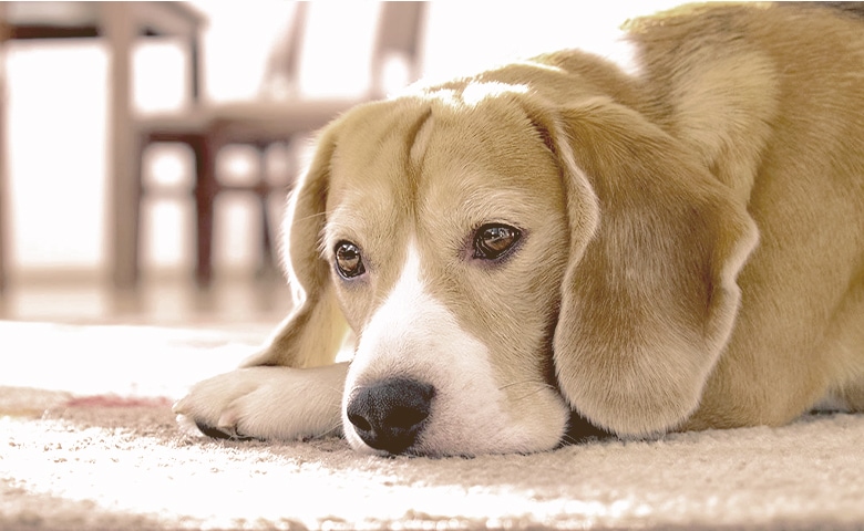 dog laying down on the floor