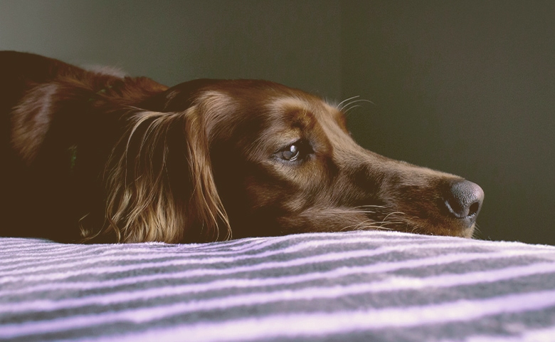 dog laying down