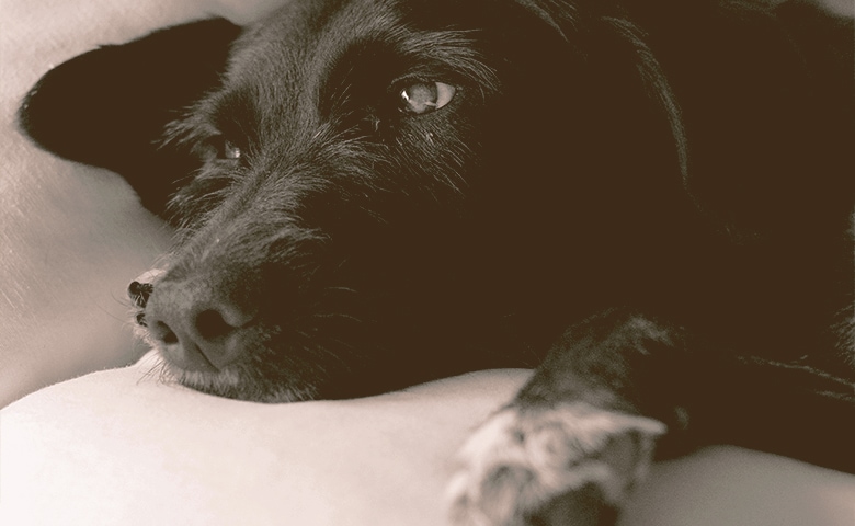 dog laying on a pillow