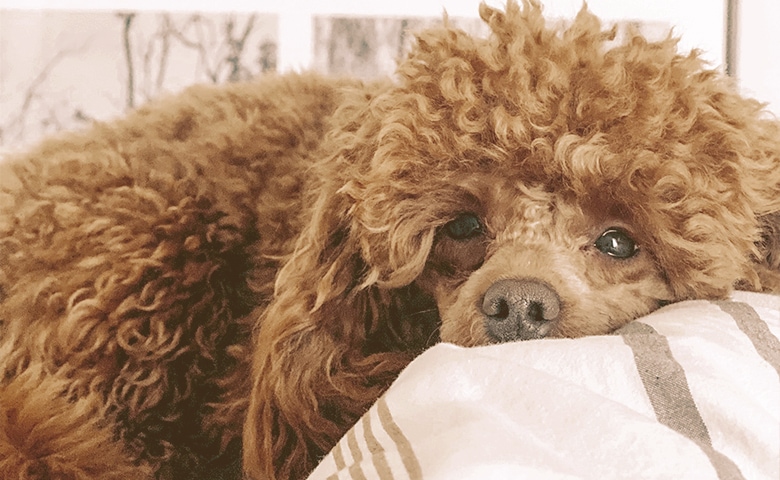 dog laying on a pillow