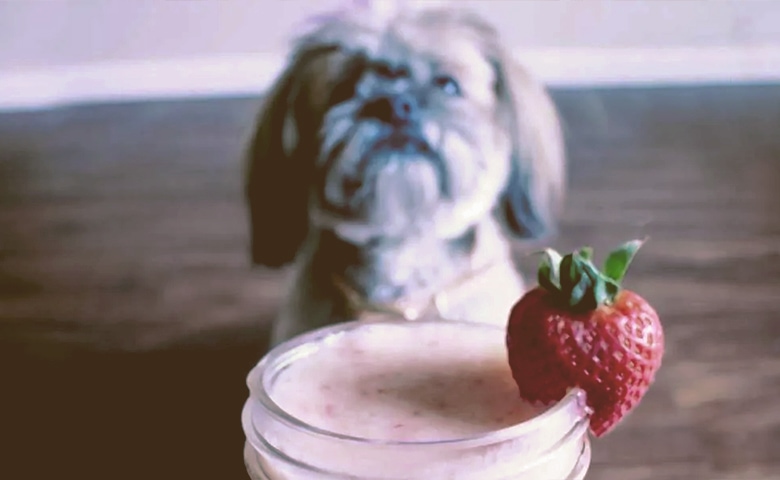 dog looking to eat yogurt