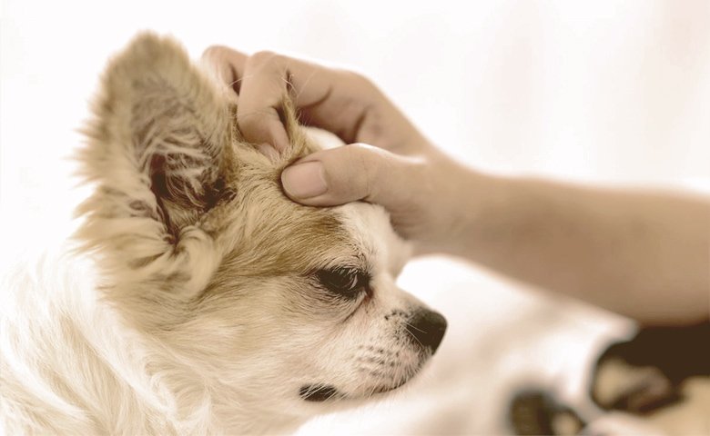 dog loves being patted