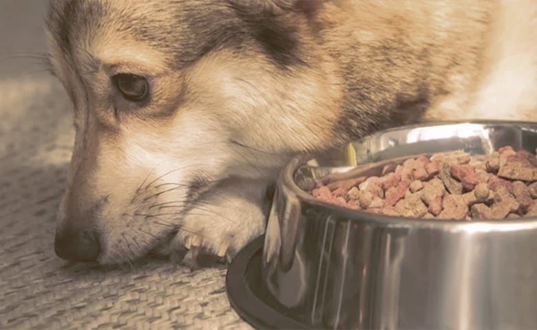 dog next food bowl