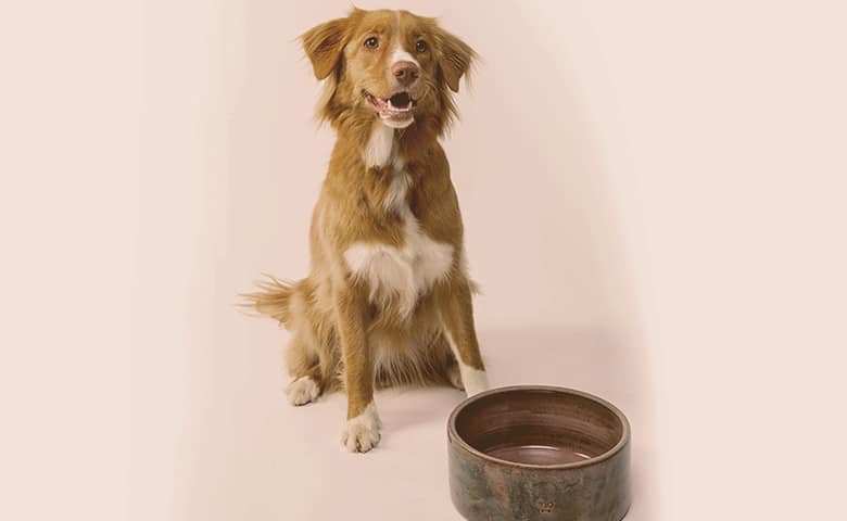 dog next to his ceramic bowl