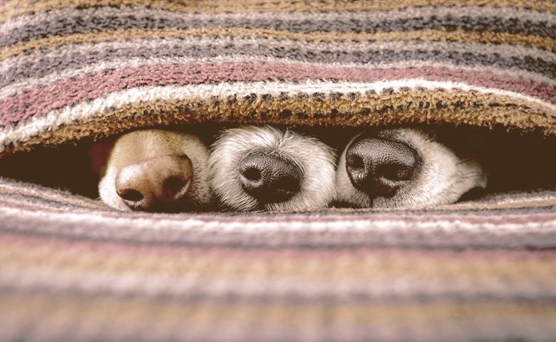 5 Scents That Are Calming to Dogs conclusion dog noses under blanket