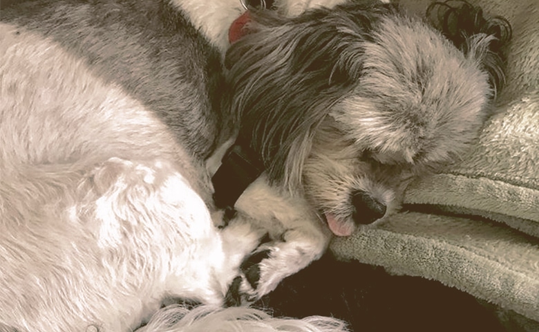 dog not feeling well dog not feeling well