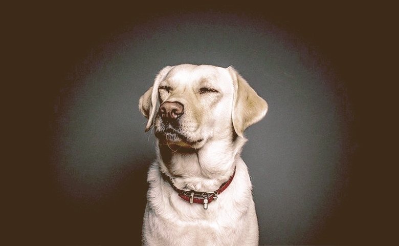 What Smells Are Dogs Afraid of? dog not liking the smell