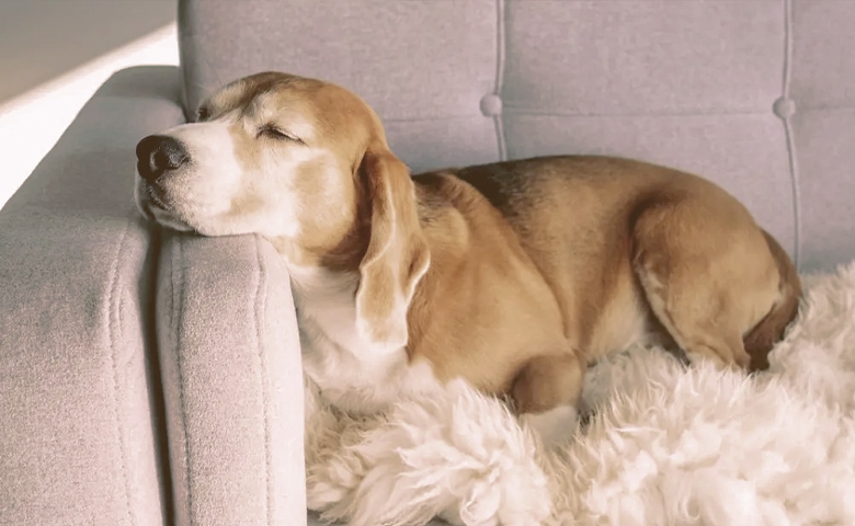 dog relaxing in sofa