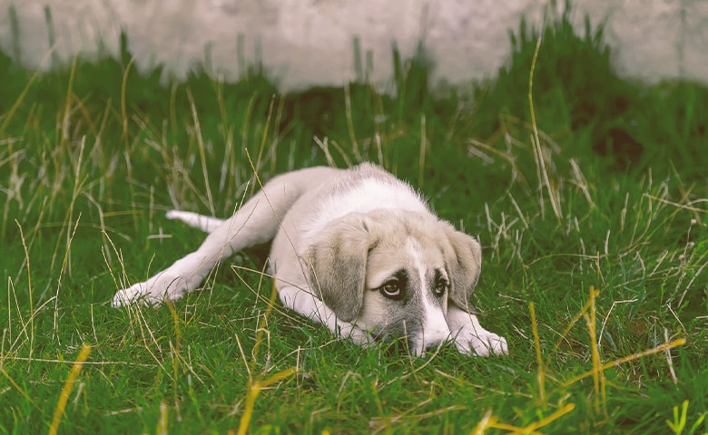 dog sad laying down on the grass