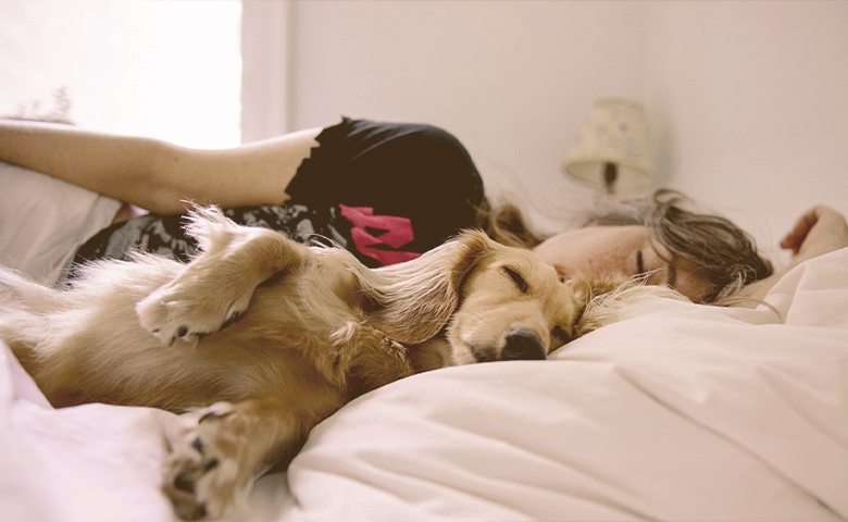 dog sleeps in bed with women dog sleeps in bed with women