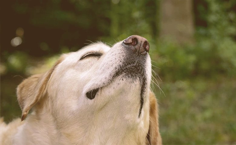 5 Scents That Are Calming to Dogs dog smelling air