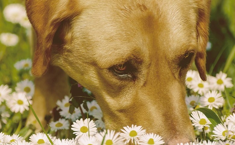 Why Do Natural Scents Calm Dogs? dog smelling flowers