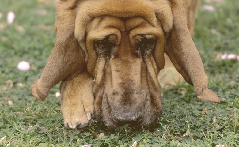 Why Do Natural Scents Calm Dogs? dog smelling