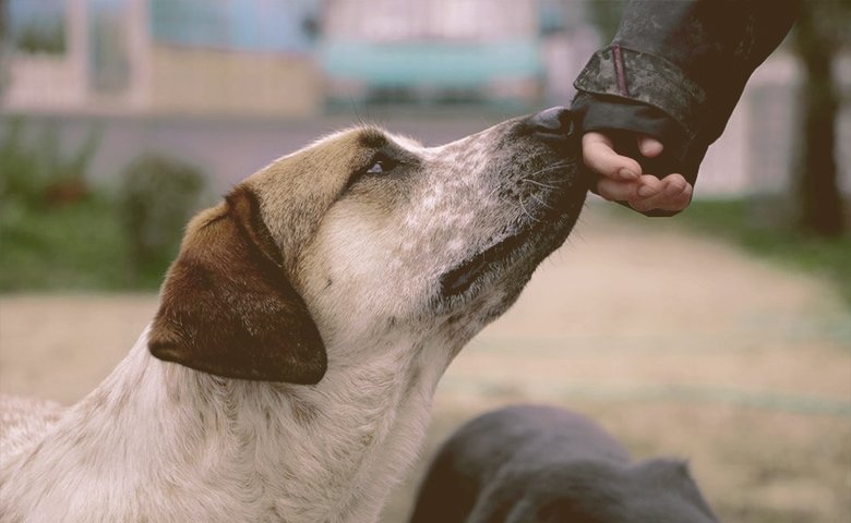 Other Scents that May Help Calm Your Dog dog sniffing person hand