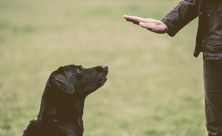 dog trainer giving a hand command dog trainer giving a hand command