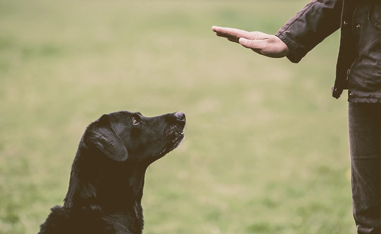 dog trainer giving a hand command